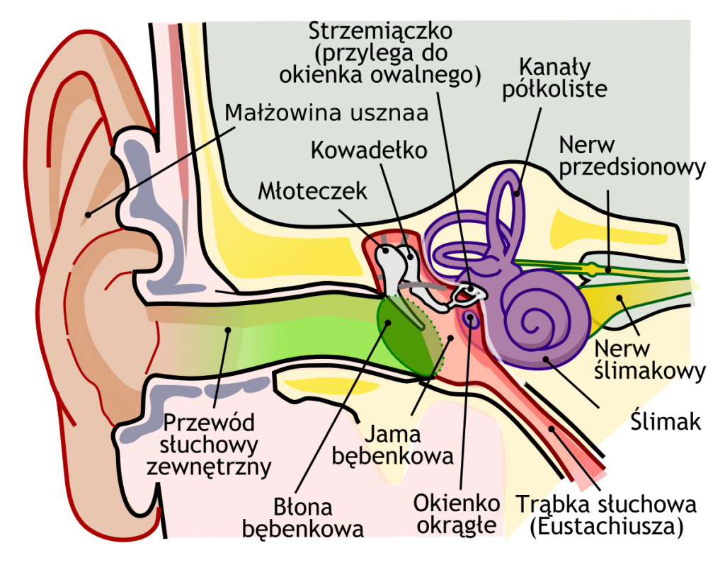 narząd cortiego